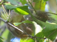 Funambulus palmarum