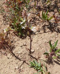 Ornithogalum hispidum hispidum