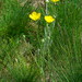 Ranunculus illyricus - Photo (c) Norbert Helm,  זכויות יוצרים חלקיות (CC BY-NC), הועלה על ידי Norbert Helm
