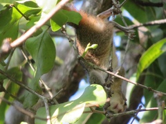 Funambulus palmarum