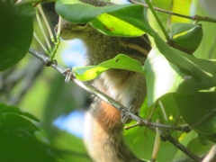 Funambulus palmarum