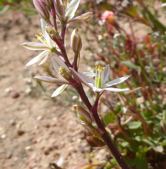 Ornithogalum hispidum hispidum
