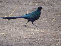 Lamprotornis caudatus