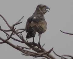 Circaetus beaudouini