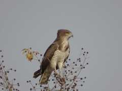 Circaetus beaudouini