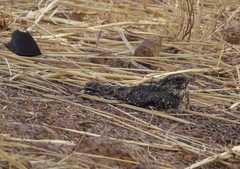 Caprimulgus longipennis