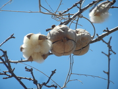 Ceiba aesculifolia