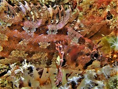 Rosy Weedfish photo 4