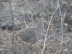 Pternistis bicalcaratus