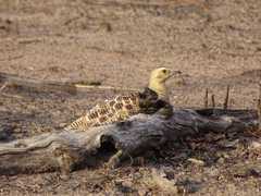 Pterocles quadricinctus