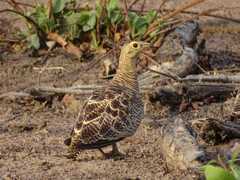Pterocles quadricinctus