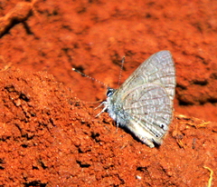 Pseudonacaduba sichela sichela