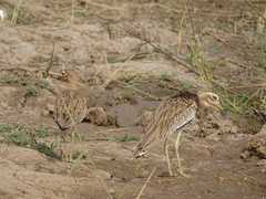 Burhinus senegalensis