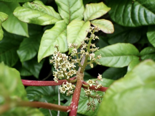 Toxicodendron orientale (Toxicodendron orientale)