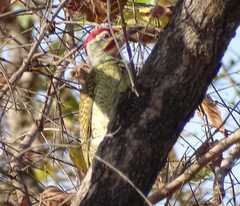 Campethera punctuligera