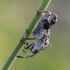 Merocoris