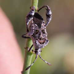 Merocoris