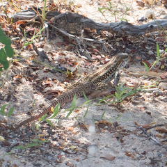 Aspidoscelis maximus