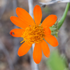 Adenophyllum speciosum