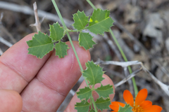 Adenophyllum speciosum