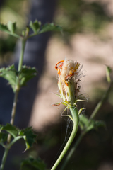 Adenophyllum speciosum