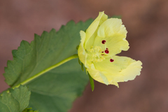 Hibiscus ribifolius