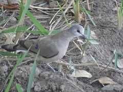 Turtur abyssinicus