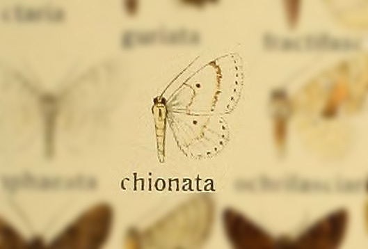 Hydrelia chionata