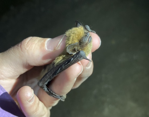 Kuhl's pipistrelle, Εχεδώρου, Κεντρική Μακεδονία, GR, photo 6 of 10