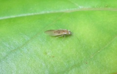 Caeciliusidae