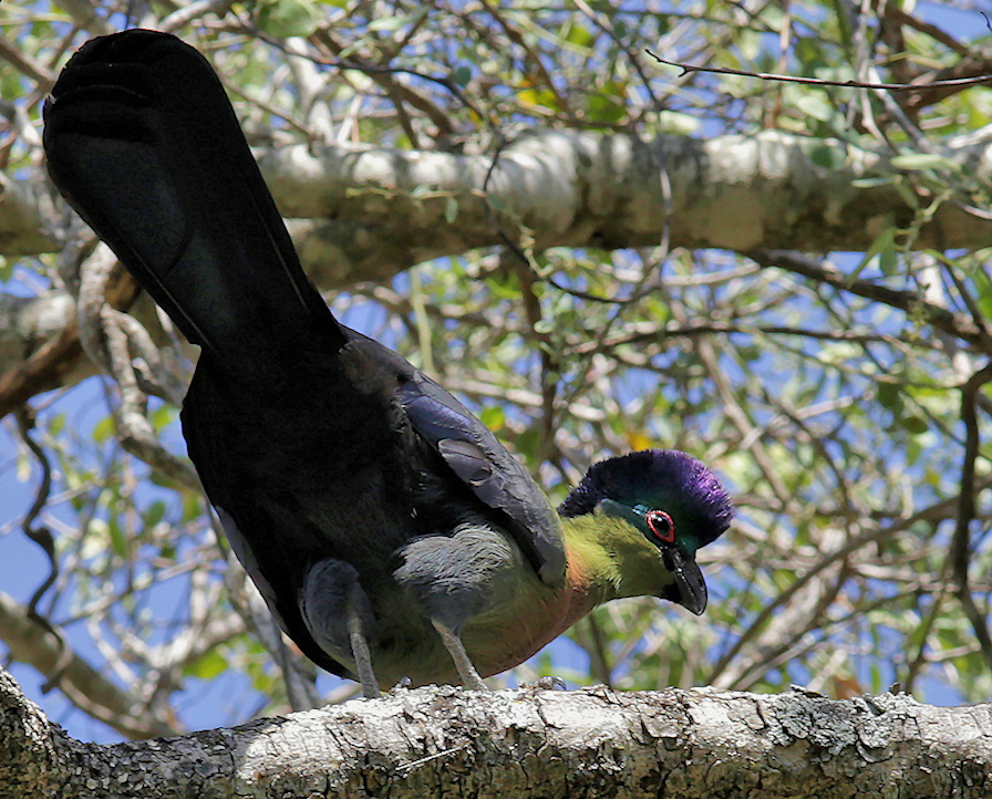 Purple-crested Turaco illustration