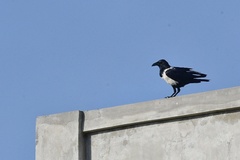 Corvus albus
