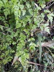Pteris saxatilis