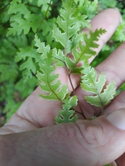 Pteris saxatilis