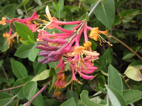 Lonicera X heckrottii