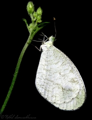 Leptosia nina