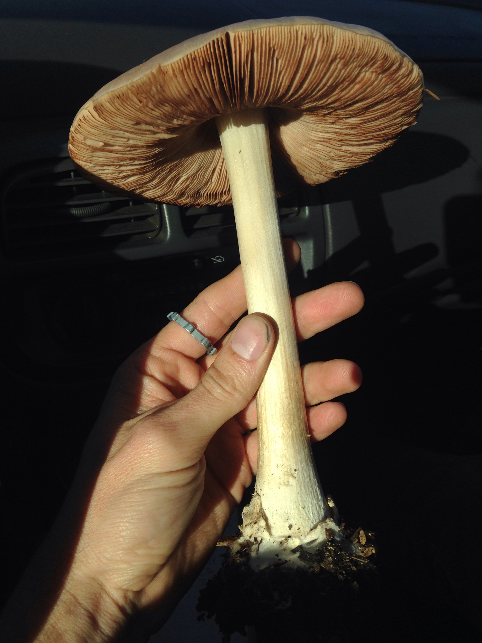 Volvariella gloiocephala image