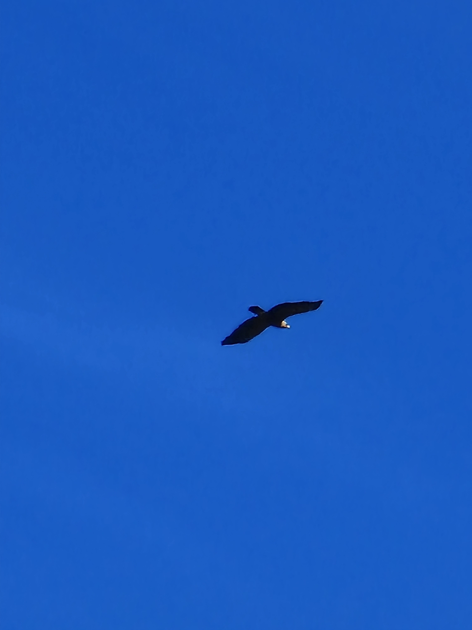 Lesser Spotted Eagle