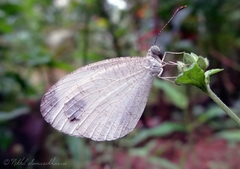 Leptosia nina