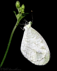 Leptosia nina