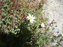 Vittadinia australis