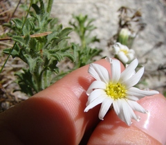 Vittadinia australis