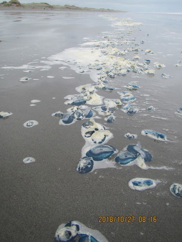 photo of By-the-wind Sailor (Velella velella)