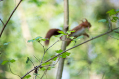 Sciurus vulgaris