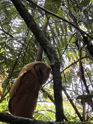 Red Owl (Tyto soumagnei), photo 10
