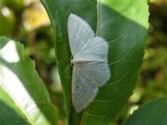 Poecilasthena pulchraria