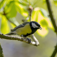 Parus major