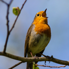 Erithacus rubecula