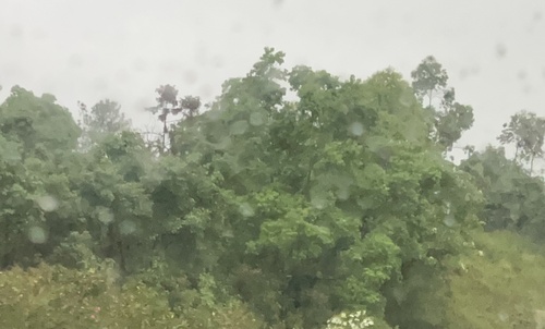 mu oil tree