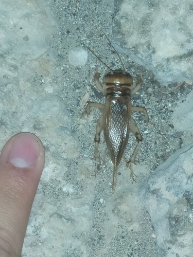 Brachytrupes megacephalus